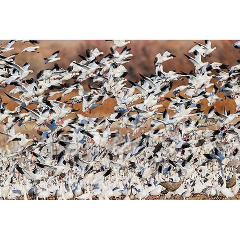Snow geese flying Bosque del Apache National Wildlife Refuge-New Mexico Black Modern Wood Framed Art Print by Jones, Adam