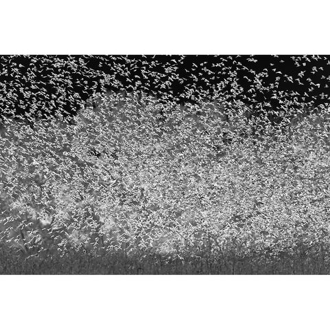 Large murmuration female juvenile red-winged blackbirds Bosque del Apache National Wildlife Refuge Black Modern Wood Framed Art Print by Jones, Adam