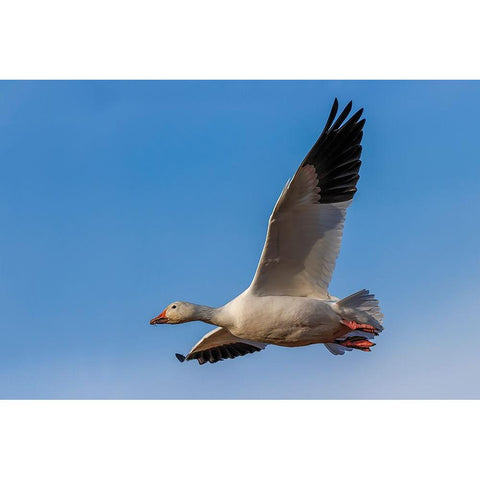 Snow goose flying Bosque del Apache National Wildlife Refuge-New Mexico Black Modern Wood Framed Art Print by Jones, Adam