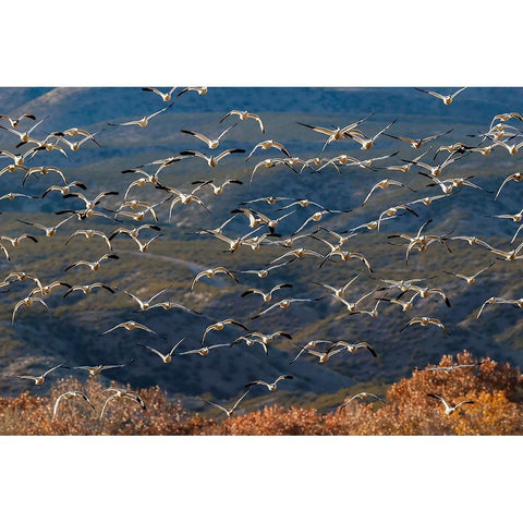 Snow geese flying Bosque del Apache National Wildlife Refuge-New Mexico Black Modern Wood Framed Art Print by Jones, Adam