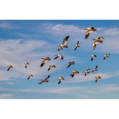 Snow geese flying Bosque del Apache National Wildlife Refuge-New Mexico Black Modern Wood Framed Art Print by Jones, Adam