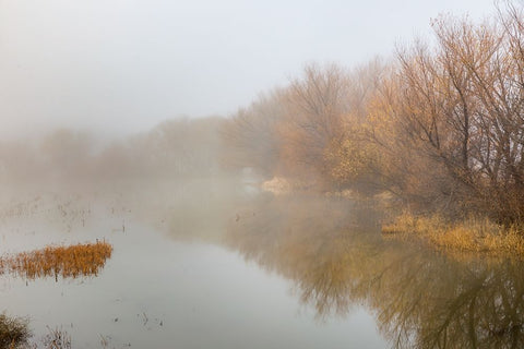 Trees on foggy morning-Bosque del Apache National Wildlife Refuge-New Mexico White Modern Wood Framed Art Print with Double Matting by Jones, Adam