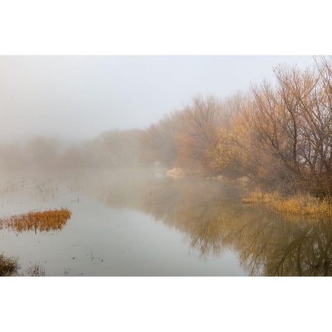 Trees on foggy morning-Bosque del Apache National Wildlife Refuge-New Mexico Black Modern Wood Framed Art Print by Jones, Adam