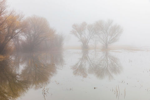 Trees on foggy morning-Bosque del Apache National Wildlife Refuge-New Mexico White Modern Wood Framed Art Print with Double Matting by Jones, Adam