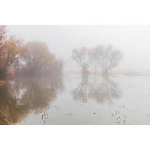 Trees on foggy morning-Bosque del Apache National Wildlife Refuge-New Mexico Black Modern Wood Framed Art Print with Double Matting by Jones, Adam