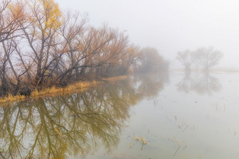 Trees on foggy morning-Bosque del Apache National Wildlife Refuge-New Mexico Black Ornate Wood Framed Art Print with Double Matting by Jones, Adam