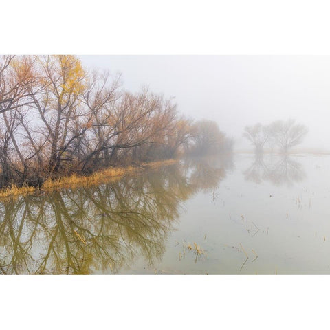 Trees on foggy morning-Bosque del Apache National Wildlife Refuge-New Mexico Black Modern Wood Framed Art Print by Jones, Adam