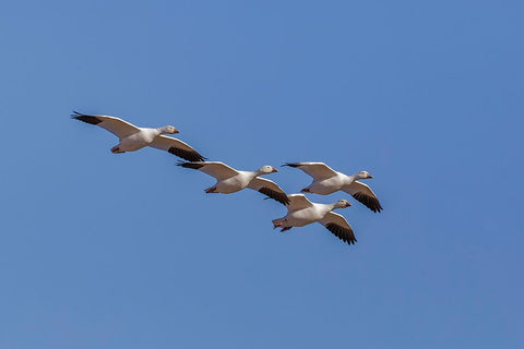 Snow geese flying Bosque del Apache National Wildlife Refuge-New Mexico White Modern Wood Framed Art Print with Double Matting by Jones, Adam
