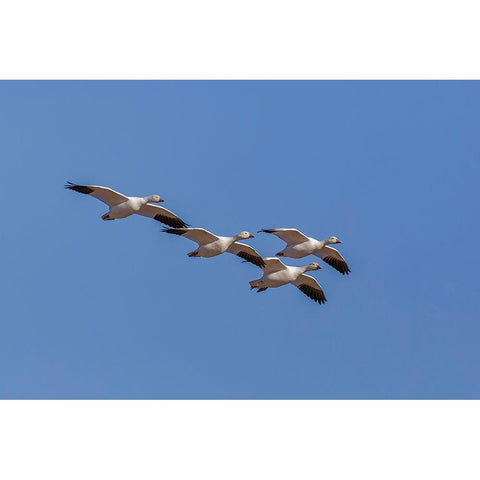 Snow geese flying Bosque del Apache National Wildlife Refuge-New Mexico Black Modern Wood Framed Art Print with Double Matting by Jones, Adam