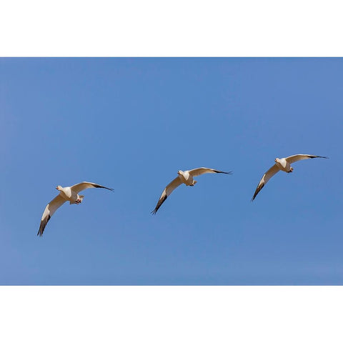 Snow geese flying Bosque del Apache National Wildlife Refuge-New Mexico Gold Ornate Wood Framed Art Print with Double Matting by Jones, Adam