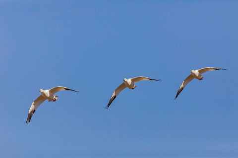 Snow geese flying Bosque del Apache National Wildlife Refuge-New Mexico Black Ornate Wood Framed Art Print with Double Matting by Jones, Adam
