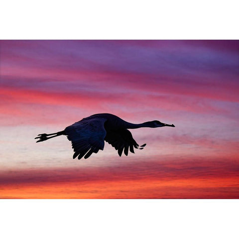 Sandhill crane silhouetted flying at sunset Bosque del Apache National Wildlife Refuge-New Mexico White Modern Wood Framed Art Print by Jones, Adam