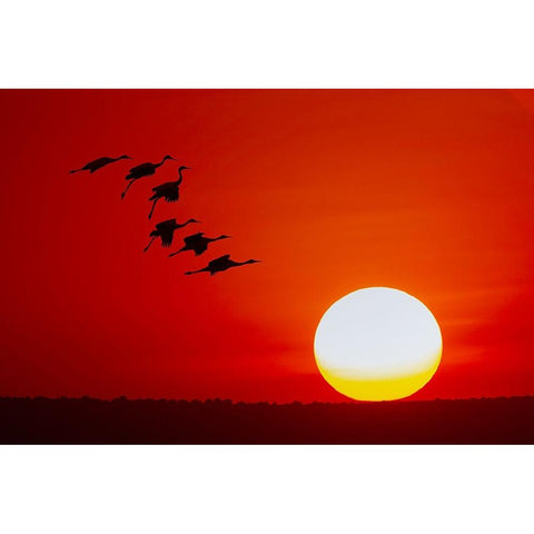 Sandhill cranes silhouetted flying at sunset Bosque del Apache National Wildlife Refuge-New Mexico White Modern Wood Framed Art Print by Jones, Adam