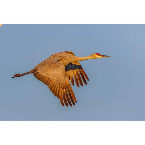 Sandhill crane flying at sunrise Bosque del Apache National Wildlife Refuge-New Mexico Black Modern Wood Framed Art Print by Jones, Adam