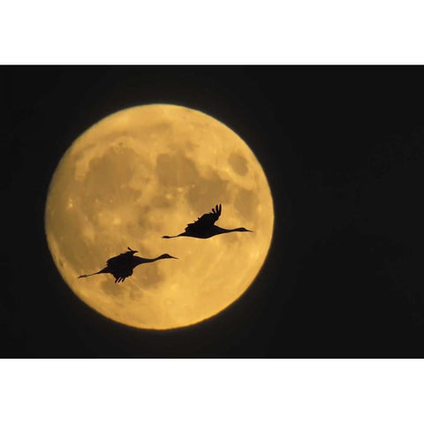 New Mexico, Sandhill cranes flying by moon Black Modern Wood Framed Art Print with Double Matting by Anon, Ellen