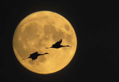 New Mexico, Sandhill cranes flying by moon White Modern Wood Framed Art Print with Double Matting by Anon, Ellen