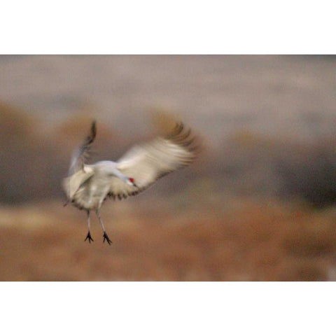 New Mexico Abstract of sandhill crane landing Gold Ornate Wood Framed Art Print with Double Matting by Morris, Arthur