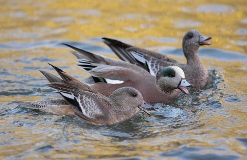 New Mexico American wigeons courting Black Ornate Wood Framed Art Print with Double Matting by Morris, Arthur