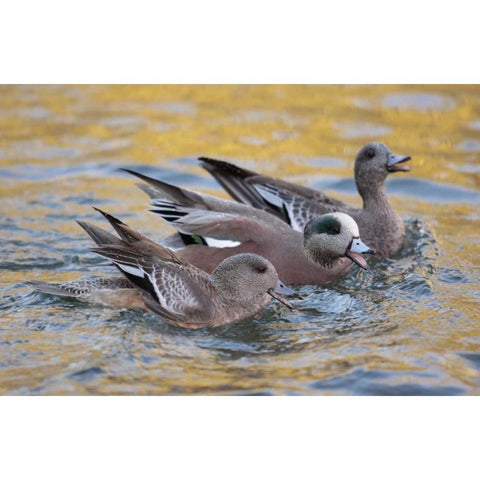 New Mexico American wigeons courting Black Modern Wood Framed Art Print by Morris, Arthur
