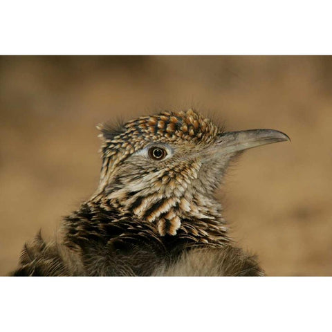 New Mexico, Bosque Del Apache Great roadrunner Black Modern Wood Framed Art Print by Morris, Arthur