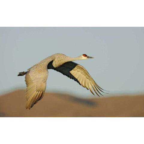 New Mexico Sandhill crane in flight White Modern Wood Framed Art Print by Morris, Arthur