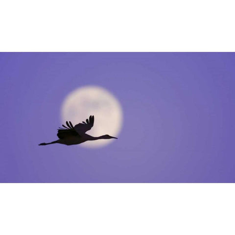 New Mexico Sandhill crane flying by the moon Black Modern Wood Framed Art Print by Morris, Arthur