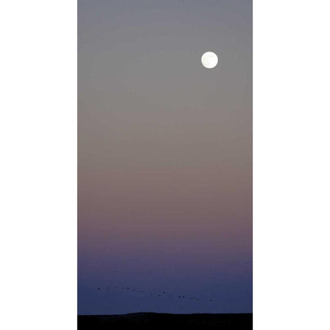 New Mexico Sandhill cranes flying under the moon Black Modern Wood Framed Art Print with Double Matting by Morris, Arthur