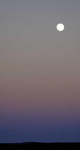 New Mexico Sandhill cranes flying under the moon White Modern Wood Framed Art Print with Double Matting by Morris, Arthur