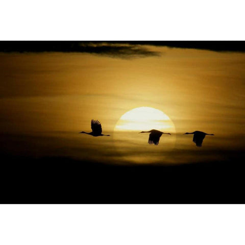 New Mexico Silhouettes of sandhill cranes flying White Modern Wood Framed Art Print by Morris, Arthur