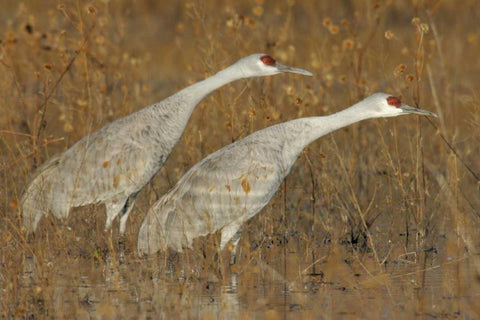 New Mexico Two sandhill cranes in marsh White Modern Wood Framed Art Print with Double Matting by Morris, Arthur