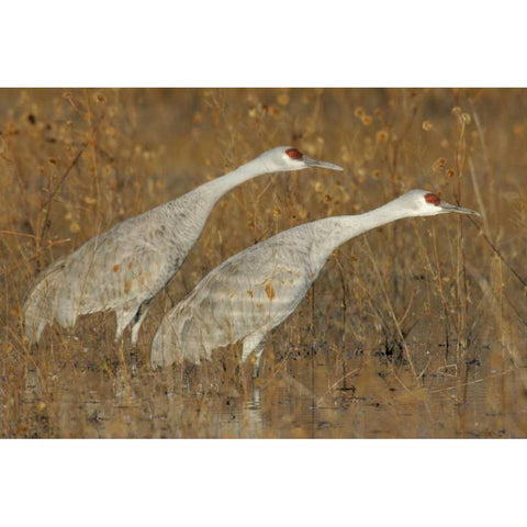 New Mexico Two sandhill cranes in marsh Black Modern Wood Framed Art Print by Morris, Arthur