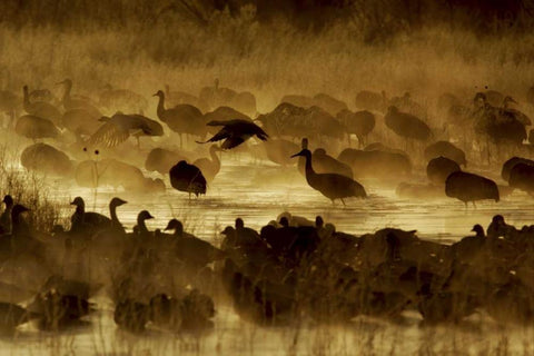 New Mexico Flock of birds in pond and ground fog White Modern Wood Framed Art Print with Double Matting by Morris, Arthur
