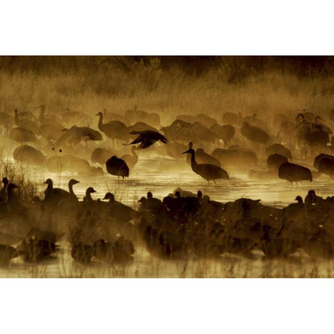 New Mexico Flock of birds in pond and ground fog Black Modern Wood Framed Art Print by Morris, Arthur