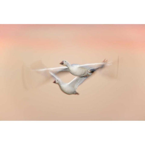 New Mexico Snow geese in flight at dusk Black Modern Wood Framed Art Print by Morris, Arthur