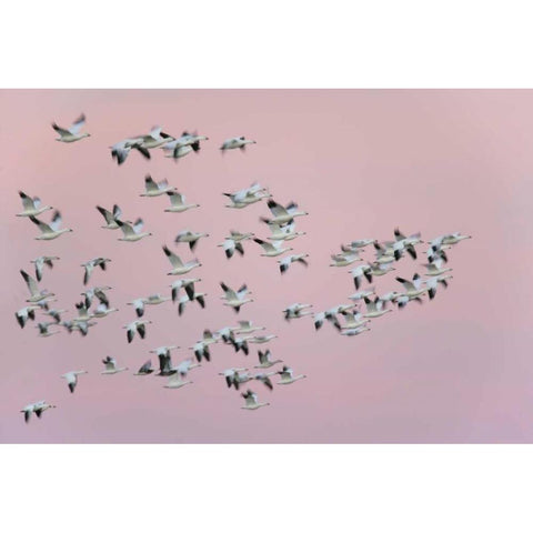 New Mexico Snow geese in flight against pink sky Black Modern Wood Framed Art Print by Morris, Arthur