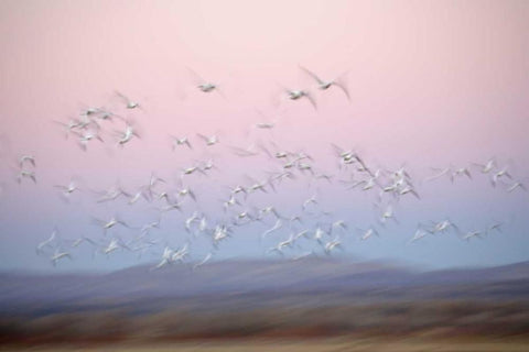 New Mexico Abstract of snow geese in flight White Modern Wood Framed Art Print with Double Matting by Morris, Arthur