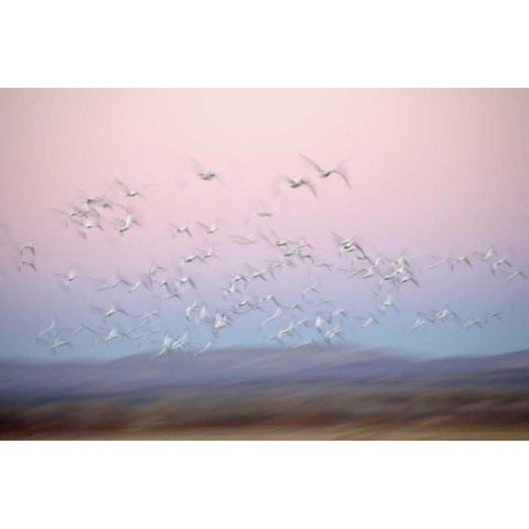 New Mexico Abstract of snow geese in flight Gold Ornate Wood Framed Art Print with Double Matting by Morris, Arthur