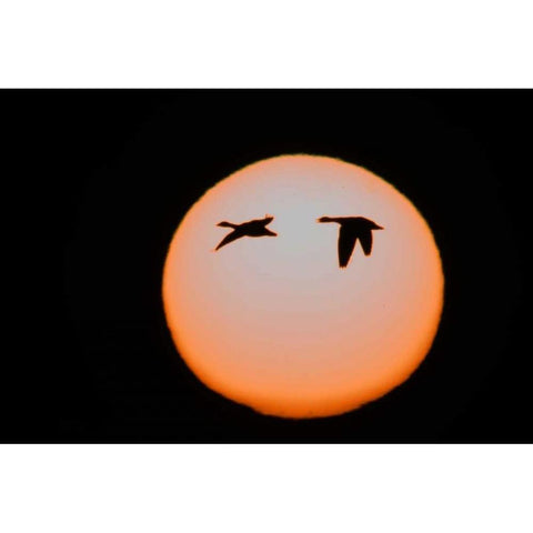 New Mexico Two snow geese in flight White Modern Wood Framed Art Print by Morris, Arthur