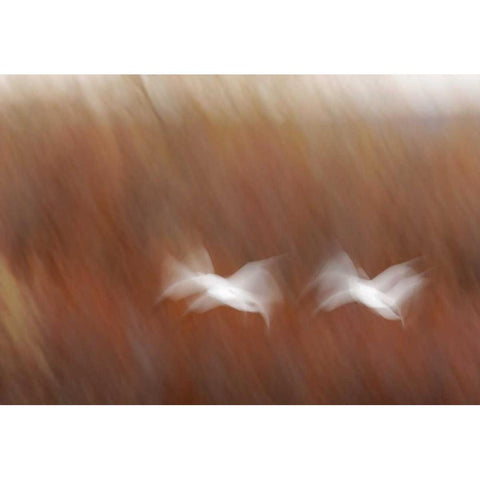 New Mexico Abstract of snow geese in flight White Modern Wood Framed Art Print by Morris, Arthur