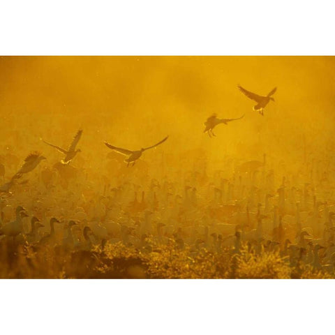 New Mexico Flock of snow geese backlit at dusk Gold Ornate Wood Framed Art Print with Double Matting by Morris, Arthur