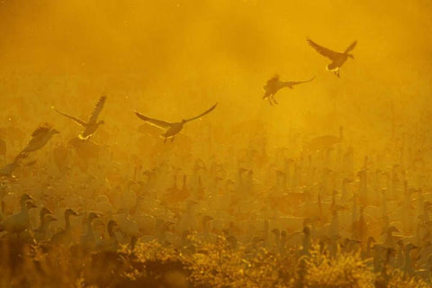 New Mexico Flock of snow geese backlit at dusk White Modern Wood Framed Art Print with Double Matting by Morris, Arthur