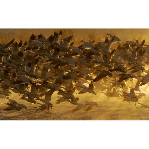 New Mexico Flock of snow geese taking off White Modern Wood Framed Art Print by Morris, Arthur
