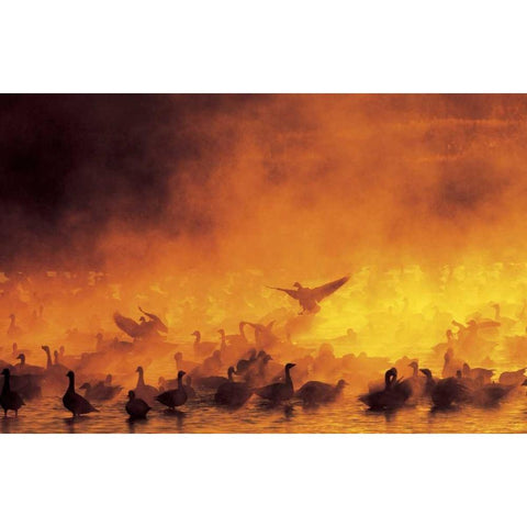 New Mexico Flock of snow geese backlit in fog Black Modern Wood Framed Art Print with Double Matting by Morris, Arthur