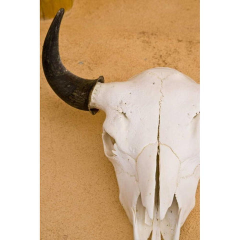New Mexico, Santa Fe Animal skull on wall Gold Ornate Wood Framed Art Print with Double Matting by Ross, Nancy ,  Steve
