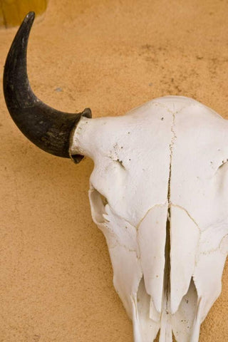 New Mexico, Santa Fe Animal skull on wall White Modern Wood Framed Art Print with Double Matting by Ross, Nancy ,  Steve