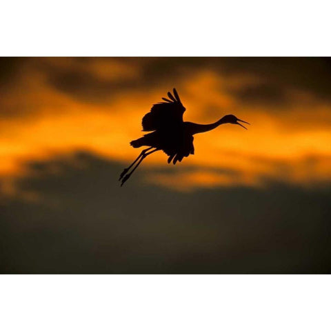 New Mexico Sandhill crane landing at sunset Black Modern Wood Framed Art Print with Double Matting by Illg, Cathy and Gordon