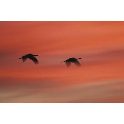 New MexicoAbstract of two sandhill cranes White Modern Wood Framed Art Print by Anon, Josh