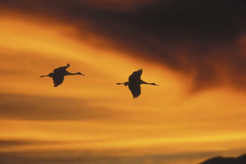 New MexicoTwo sandhill cranes flying at sunset Black Ornate Wood Framed Art Print with Double Matting by Anon, Josh