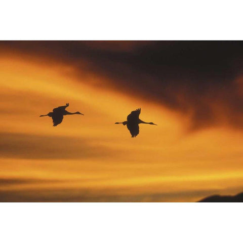 New MexicoTwo sandhill cranes flying at sunset Black Modern Wood Framed Art Print with Double Matting by Anon, Josh