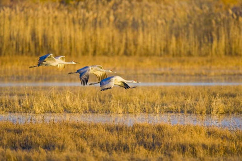 New Mexico Greater sandhill cranes landing Black Ornate Wood Framed Art Print with Double Matting by Lord, Fred